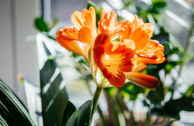 La floraison du clivia