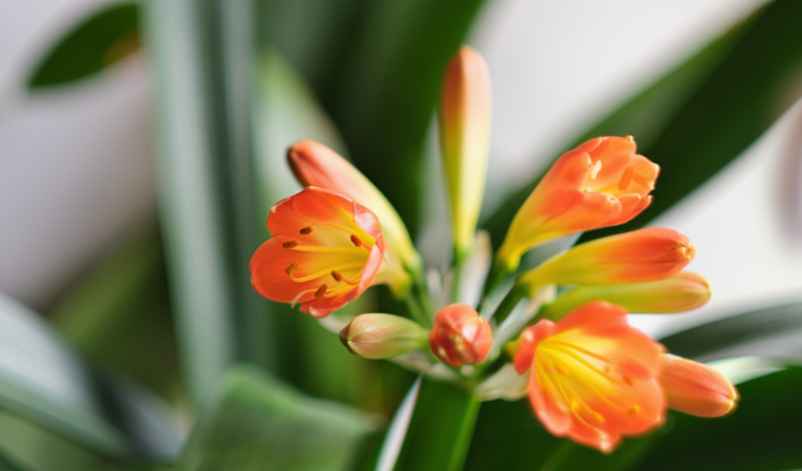 Les besoins du clivia pour une floraison réussie