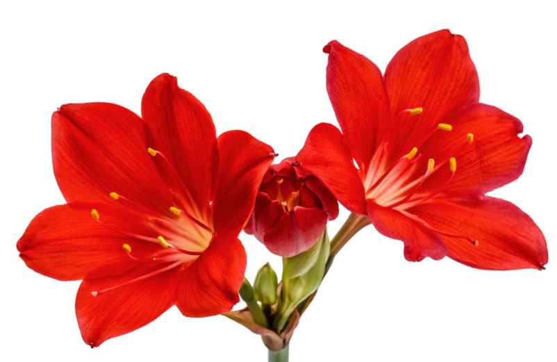 Pourquoi mon clivia ne fleurit jamais : solutions et conseils